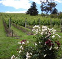 Pembroke Estate Vineyard - Accommodation Sunshine Coast