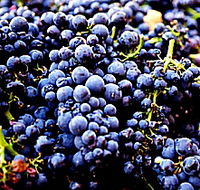 Tolpuddle Vineyard - Accommodation Sunshine Coast
