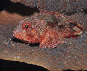 Coral Gardens Dive Site Mooloolaba - Accommodation Sunshine Coast 2