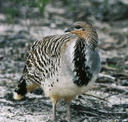 Yongergnow Australian Malleefowl Centre - Accommodation Sunshine Coast