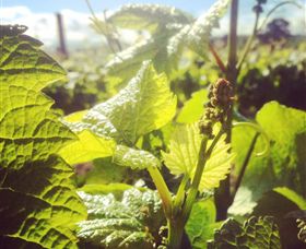 Punt Road Winery - Accommodation Sunshine Coast 0