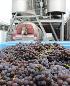 Punt Road Winery - Accommodation Sunshine Coast 4