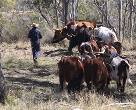 Gleneden Organic Farm And The Gleneden Bullock Team - Accommodation Sunshine Coast 1