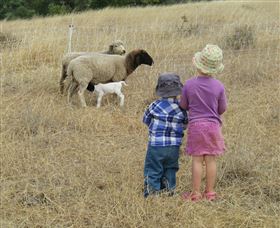 Gleneden Organic Farm And The Gleneden Bullock Team - Accommodation Sunshine Coast 3