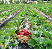 Blue Hills Berries  Cherries - Accommodation Sunshine Coast