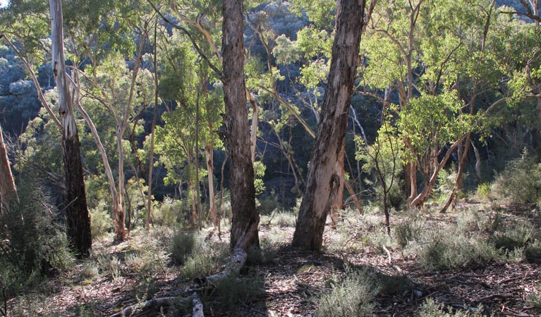 Abercrombie NSW Accommodation Sunshine Coast