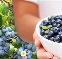 Jolly Berries - Accommodation Sunshine Coast