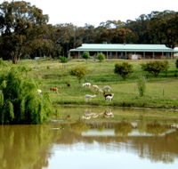 Clearview Alpacas - Accommodation Sunshine Coast