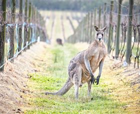 Yabby Lake Vineyard & Cellar Door - Accommodation Sunshine Coast 8