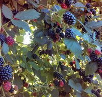 Gunnadoo Berries - Accommodation Sunshine Coast