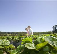 Sunny Ridge Strawberry Farm - Accommodation Sunshine Coast