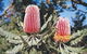 Coorow Wildflower Drive - thumb 0