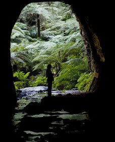 Glow Worm Tunnel - Accommodation Sunshine Coast 2