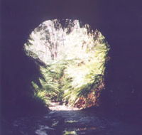 Glow Worm Tunnel - Accommodation Sunshine Coast