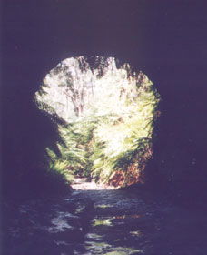 Glow Worm Tunnel - Accommodation Sunshine Coast 0