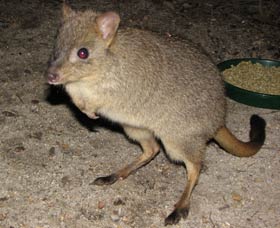 Barna Mia Native Animal Sanctuary - Accommodation Sunshine Coast 1