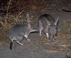 Barna Mia Native Animal Sanctuary - Accommodation Sunshine Coast 2