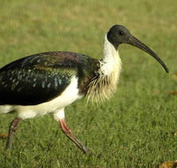 Toowoomba Water Bird Habitat - Accommodation Sunshine Coast