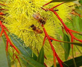 Ungulla Country Garden - Accommodation Sunshine Coast 6