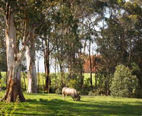Ungulla Country Garden - Accommodation Sunshine Coast 8