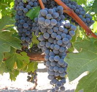 Joshuas Fault Wine - Accommodation Sunshine Coast