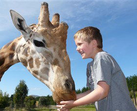 National Zoo & Aquarium - Accommodation Sunshine Coast 3