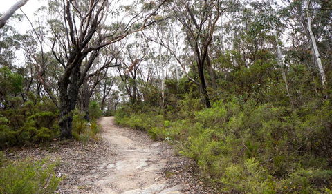 Six Foot Walking Track - Accommodation Sunshine Coast 0