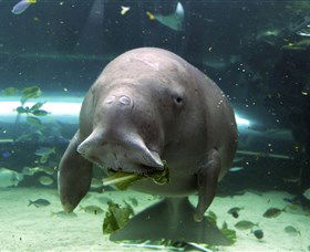 SEA LIFE Sydney Aquarium - Accommodation Sunshine Coast 1