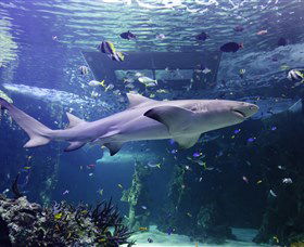 SEA LIFE Sydney Aquarium - Accommodation Sunshine Coast 0