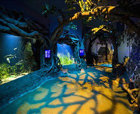 SEA LIFE Sydney Aquarium - Accommodation Sunshine Coast 2