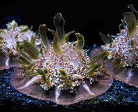 SEA LIFE Sydney Aquarium - Accommodation Sunshine Coast 8