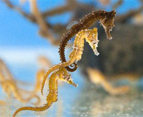 SEA LIFE Sydney Aquarium - Accommodation Sunshine Coast 6