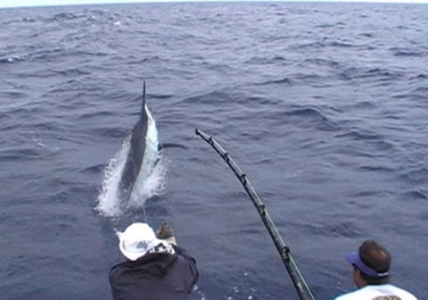 Amokura Charters - Accommodation Sunshine Coast 0