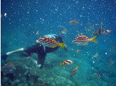 Imagine Cruises - Accommodation Sunshine Coast 0