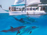 Imagine Cruises - Accommodation Sunshine Coast 2