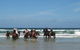 Pegasus Park Equestrian Centre - thumb 2