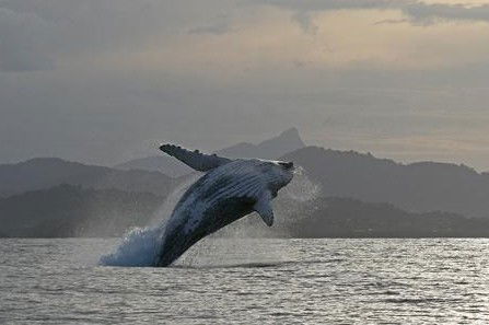 Byron Bay Whale Watching - Accommodation Sunshine Coast 1