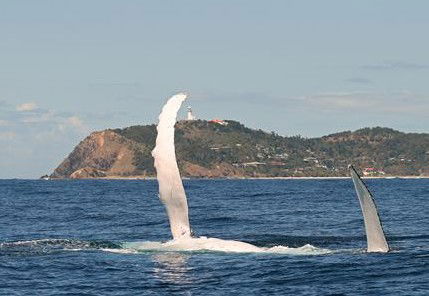 Byron Bay Whale Watching - Accommodation Sunshine Coast 3