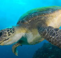 Byron Bay Dive Centre - Accommodation Sunshine Coast