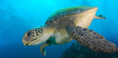 Byron Bay Dive Centre - Accommodation Sunshine Coast 0