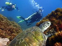 Byron Bay Dive Centre - Accommodation Sunshine Coast 3