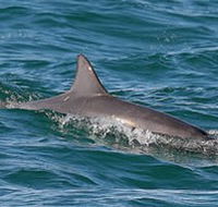 Byron Bay Dolphin Wildlife Tours - Accommodation Sunshine Coast