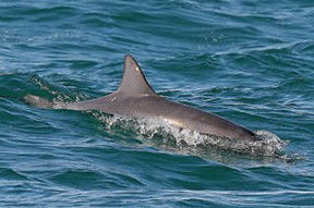 Byron Bay Dolphin Wildlife Tours - Accommodation Sunshine Coast 0