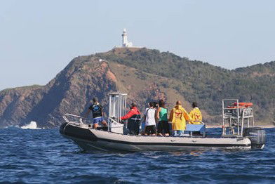Byron Bay Dolphin Wildlife Tours - Accommodation Sunshine Coast 1