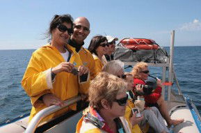 Byron Bay Dolphin Wildlife Tours - Accommodation Sunshine Coast 2