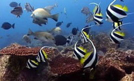 Byron Bay Dolphin Wildlife Tours - Accommodation Sunshine Coast 3