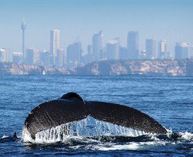 Bass & Flinders Cruises - Accommodation Sunshine Coast 1