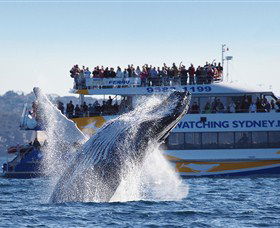 Bass & Flinders Cruises - Accommodation Sunshine Coast 0