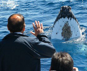 Bass & Flinders Cruises - Accommodation Sunshine Coast 3