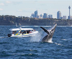 Bass & Flinders Cruises - Accommodation Sunshine Coast 2